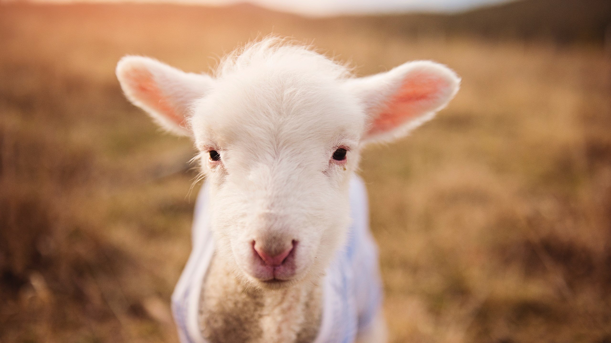 奇才带走快船，字母哥打出统治级数据，一场颠覆预期的篮球之夜